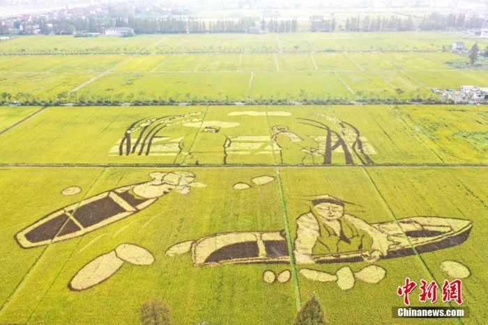 航拍杭州金色稻田里的“丰收图景”