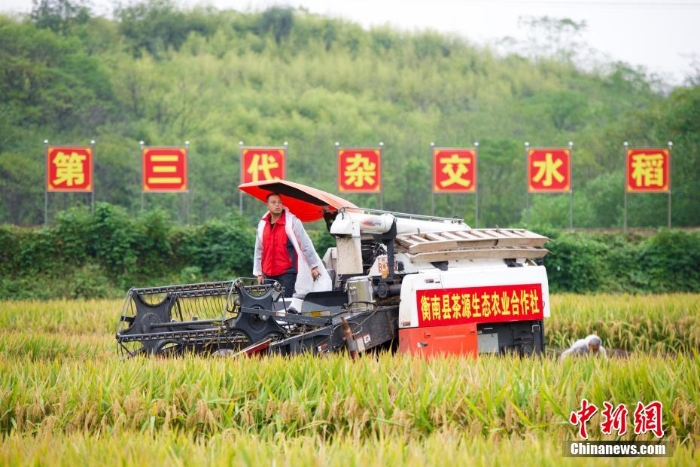 袁隆平团队第三代杂交水稻双季稻亩产超1600公斤