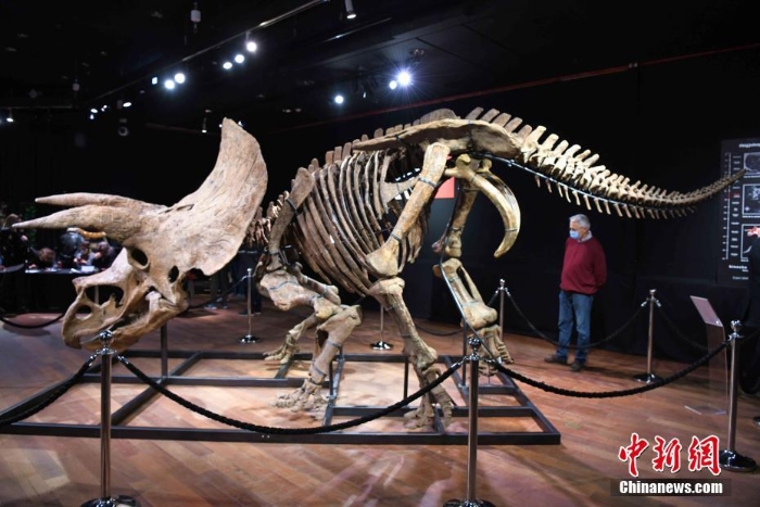 世界最大的三角龙化石骨架在巴黎展出