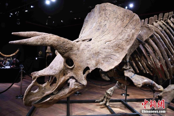 世界最大的三角龙化石骨架在巴黎展出