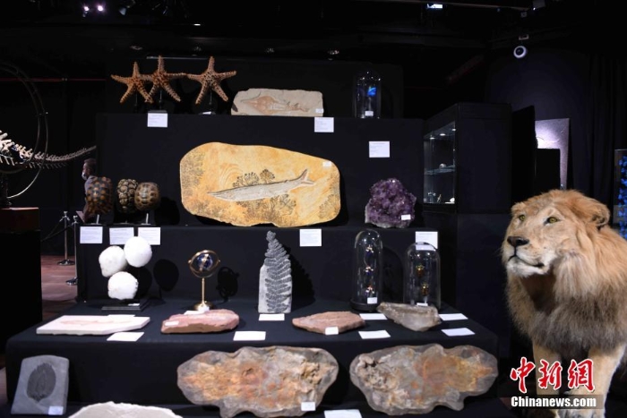 世界自然史相关藏品在巴黎德鲁奥拍卖行展出