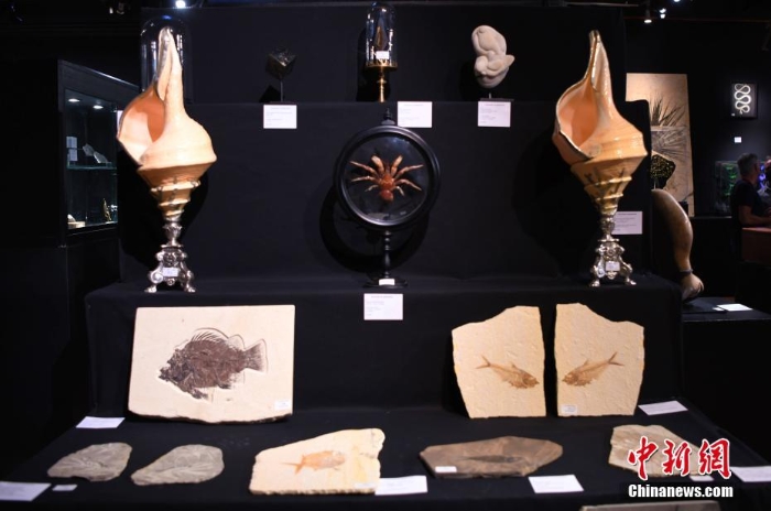 世界自然史相关藏品在巴黎德鲁奥拍卖行展出