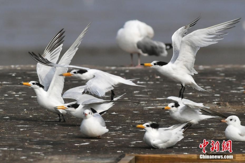 “神话之鸟”中华凤头燕鸥“做客”青岛胶州湾