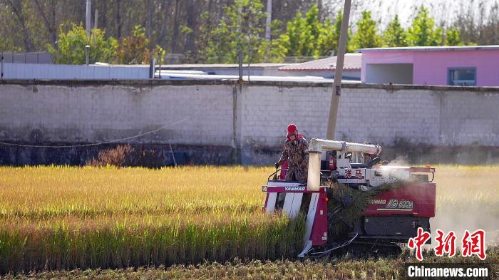 收割机在稻田收割。　戴明晨 摄