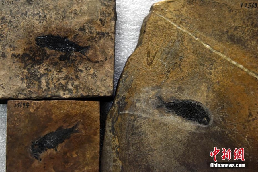 中国发现世界最古老肋鳞裂齿鱼 距今2.44亿年为亚洲首现