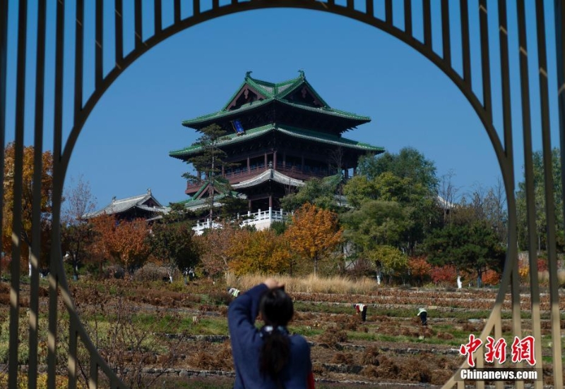 北京世园公园红叶进入最佳观赏期  引游客游园打卡