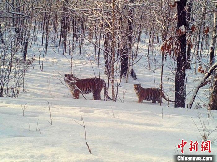 东北虎豹国家公园设立野生虎豹总量达110只