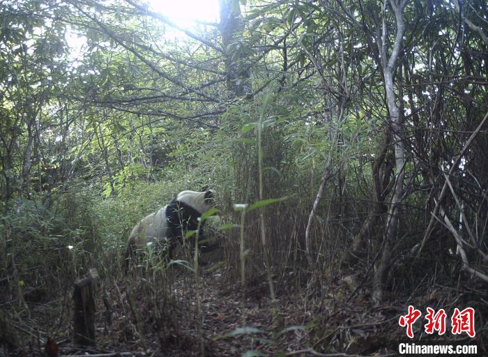 红外线相机拍摄到的大熊猫影像。　大熊猫国家公园供图