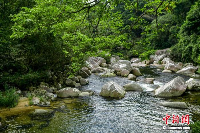 图为海南热带雨林国家公园体制试点区吊罗山片区南喜峡谷内的河流。