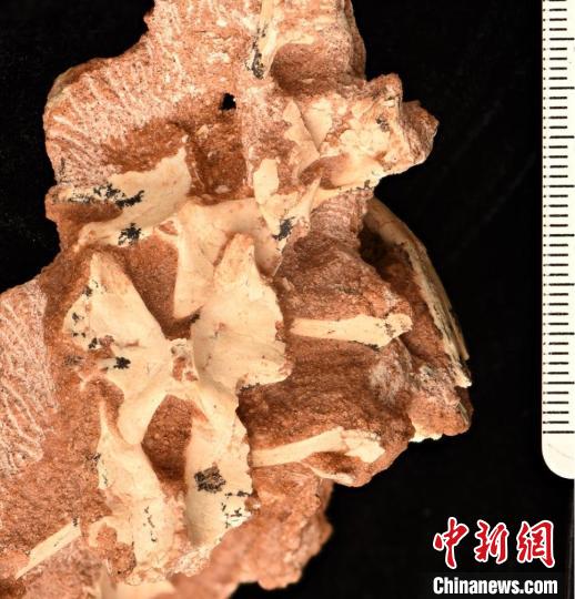 “内蒙古蝶猎龙”蝴蝶形的背椎。　中科院古脊椎所 供图