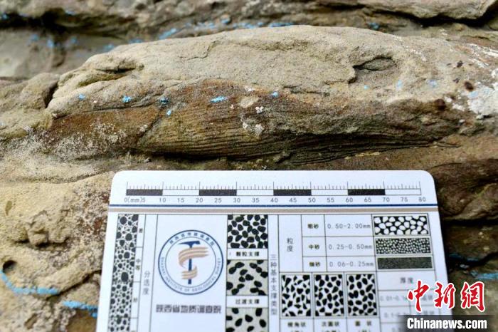 考察现场发现的化石。　陕西省地质调查院供图