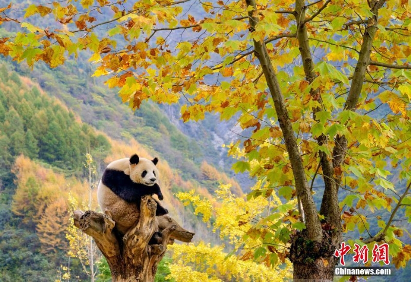 大熊猫乐享金秋美景