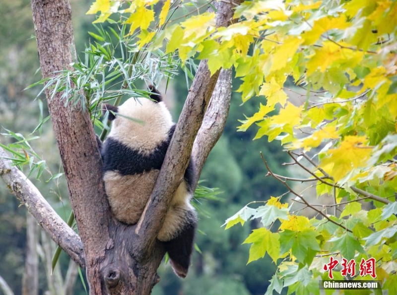 大熊猫乐享金秋美景