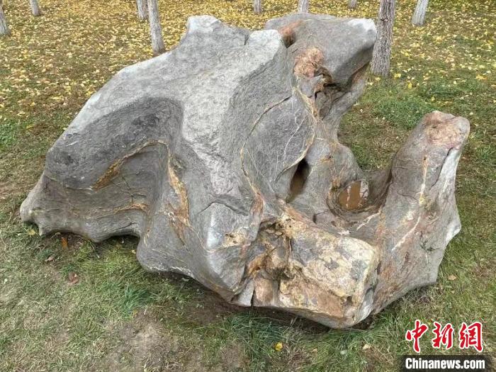图为在邯郸市丛台区龙湖公园发现古生物化石的景观石。　侯剑飞 摄