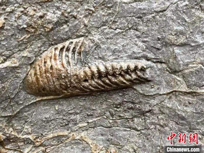 图为在邯郸市丛台区龙湖公园发现的古生物化石。　侯剑飞 摄