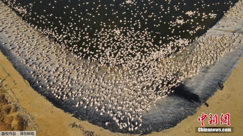 白鹈鹕蜂拥以色列水库过冬 养鱼户为此头疼不已