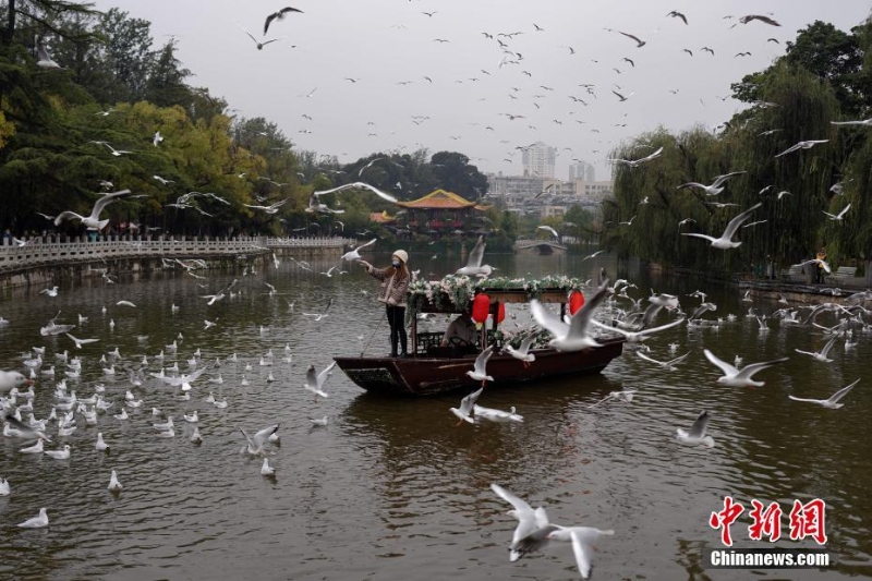 红嘴鸥进入云南昆明越冬