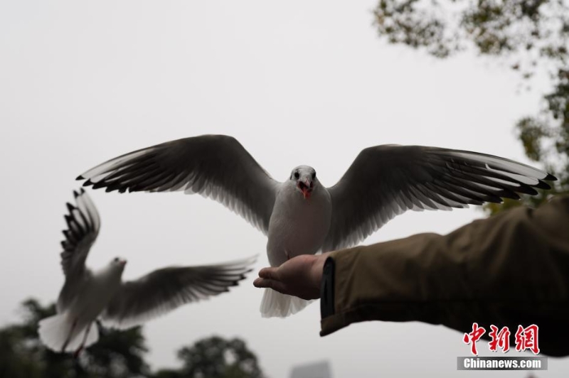 红嘴鸥进入云南昆明越冬