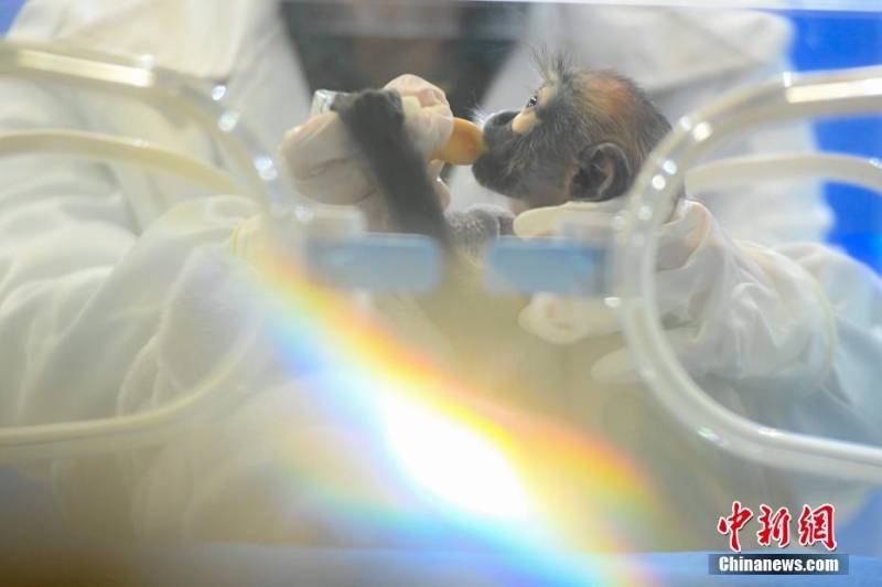 中国首例人工繁育濒危黑腿白臀叶猴亮相