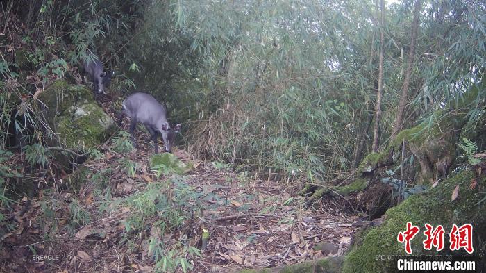 四川大邑：珍稀野生动物频频“抢镜”