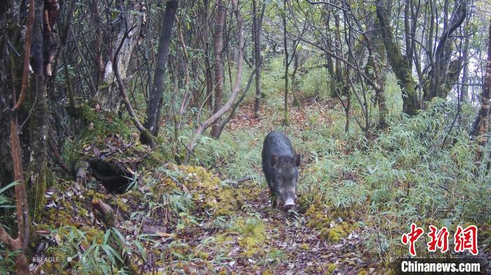 一头野猪慢悠悠穿过树林。　大熊猫国家公园大邑管护总站供图