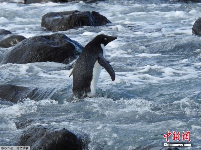 跨大洲“旅行”的企鹅 从南极来到新西兰