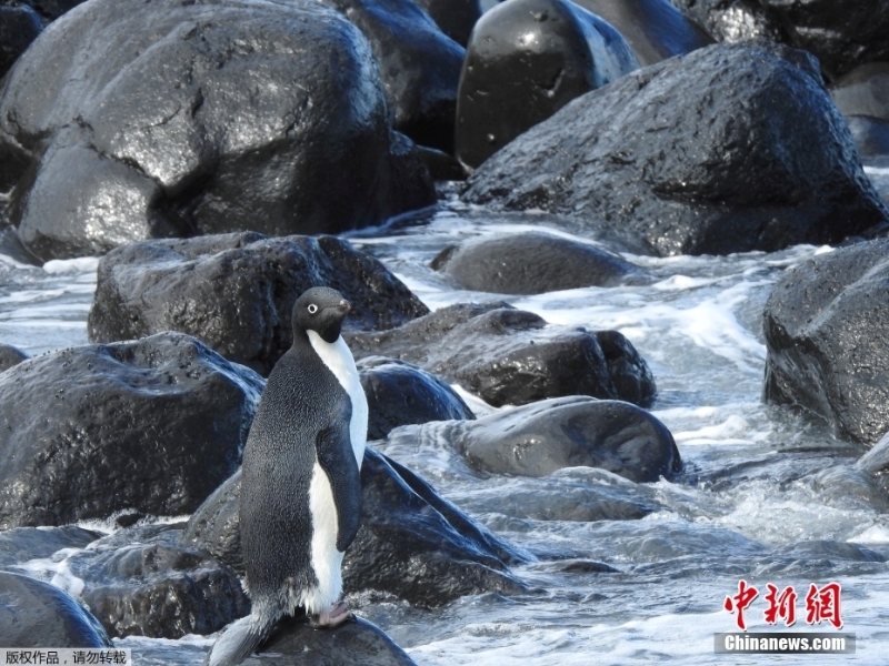 跨大洲“旅行”的企鹅 从南极来到新西兰