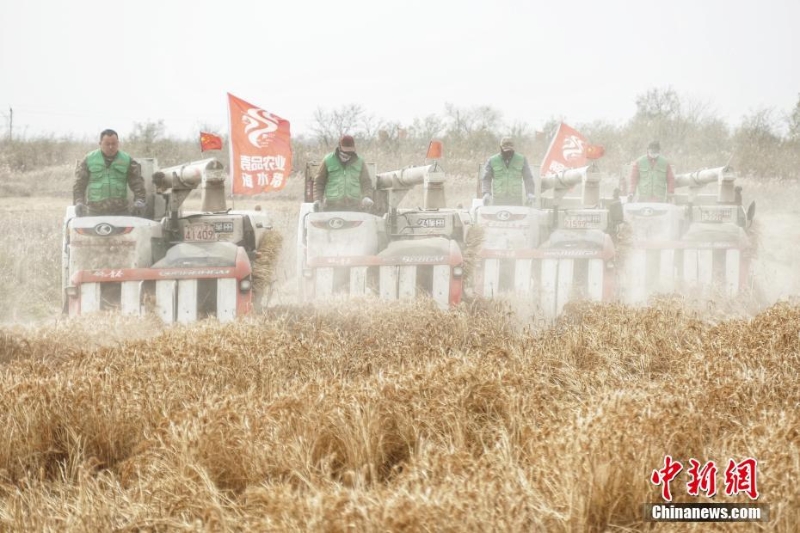 天津：袁隆平海水稻迎丰收