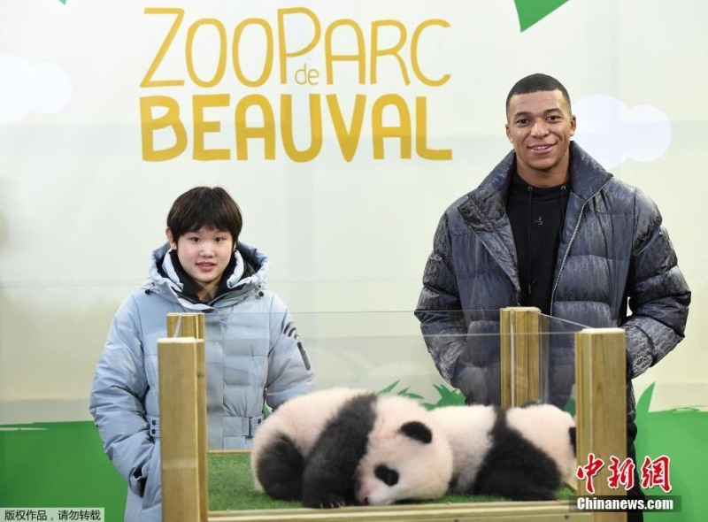 姆巴佩与张家齐揭晓中国旅法大熊猫双胞胎幼崽闺名