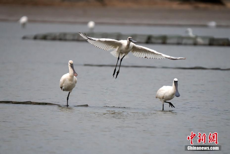 浙江象山迎来今冬首批“黑面舞者” 系世界级濒危物种