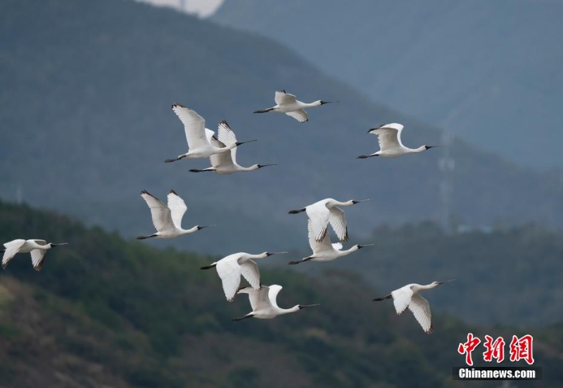 浙江象山迎来今冬首批“黑面舞者” 系世界级濒危物种