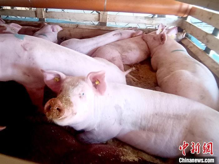 资料图：吉林省从海外进口的种猪。　长春海关供图