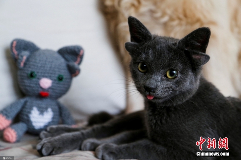 耳内有耳 土耳其一猫咪天生四只耳朵走红网络