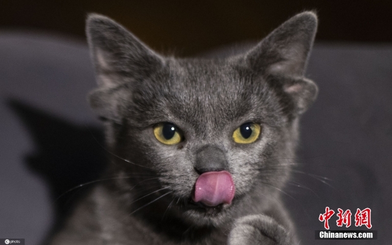 耳内有耳 土耳其一猫咪天生四只耳朵走红网络