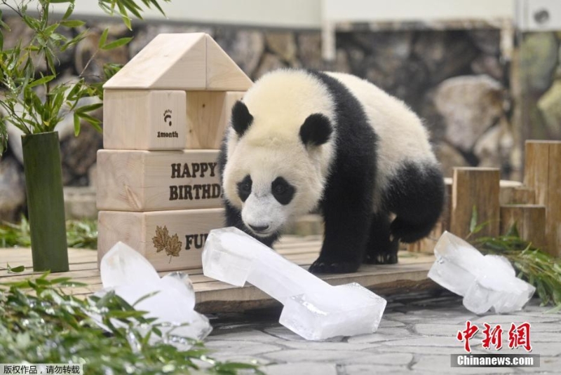 旅日大熊猫宝宝“枫滨”一岁了！ 园方送上生日礼物