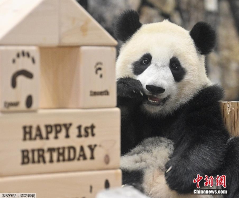 旅日大熊猫宝宝“枫滨”一岁了！ 园方送上生日礼物