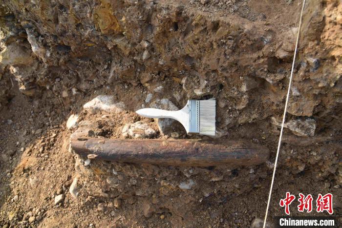 跋山遗址内发掘出距今9.9万年的象牙铲。　李罡 摄