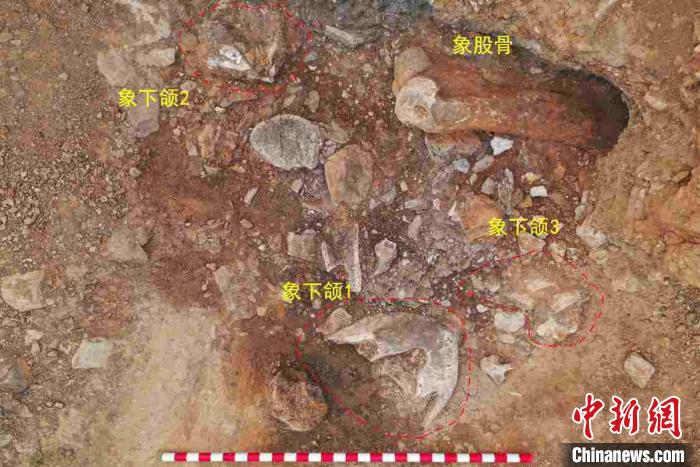 遗址现场发掘出石制品、骨牙角制品及动物化石5000余件。　李罡 摄