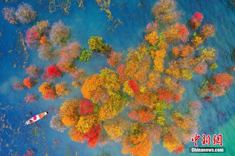 航拍赣江江西吉水段水域红树林 景色美如画
