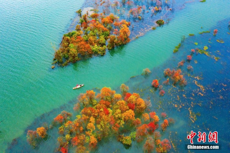 航拍赣江江西吉水段水域红树林 景色美如画