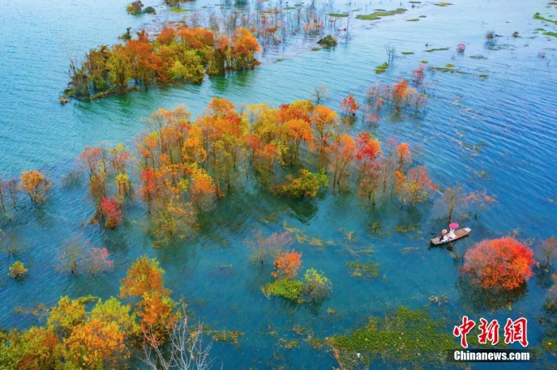 航拍赣江江西吉水段水域红树林 景色美如画