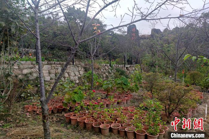 台湾樱花园项目在南安清境桃源景区落地，图为刚种下不久的台湾樱花树。　吴冠标 摄