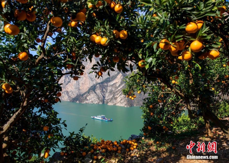 三峡秭归：橙黄橘绿映峡江