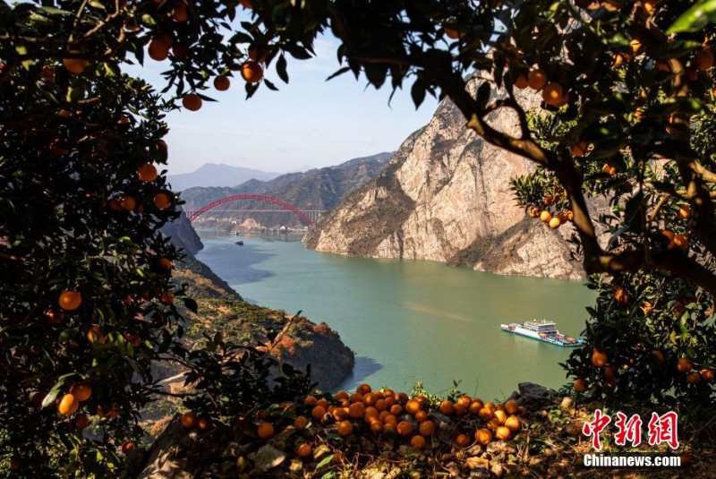 三峡秭归：橙黄橘绿映峡江