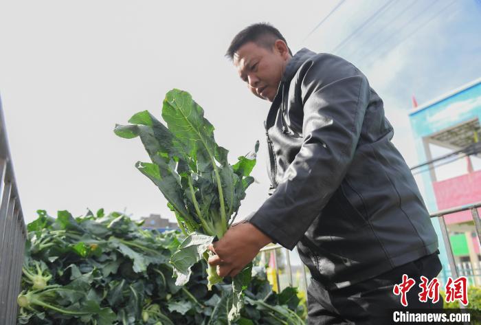 图为：一名采购商在挑选西兰花。　王刚 摄