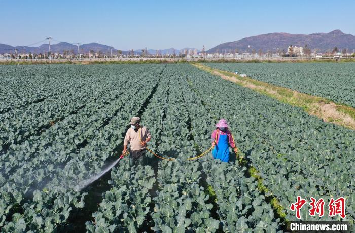 图为：两名种植户在为西兰花浇水。　王刚 摄
