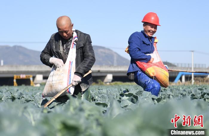 图为：两名种植户为西兰花施肥。　王刚 摄