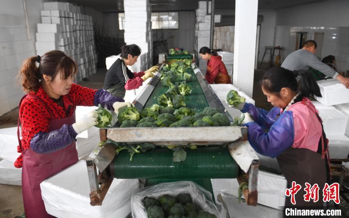 图为：工人们在包装即将销往海外的西兰花。　王刚 摄