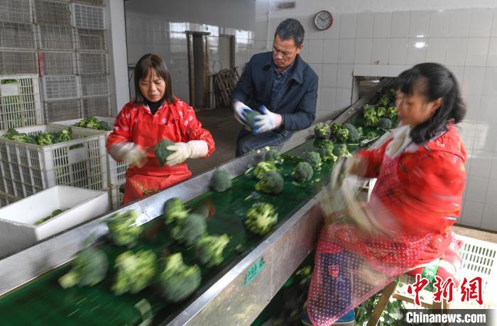 图为：多名工人在加工即将销往海外的西兰花。　王刚 摄