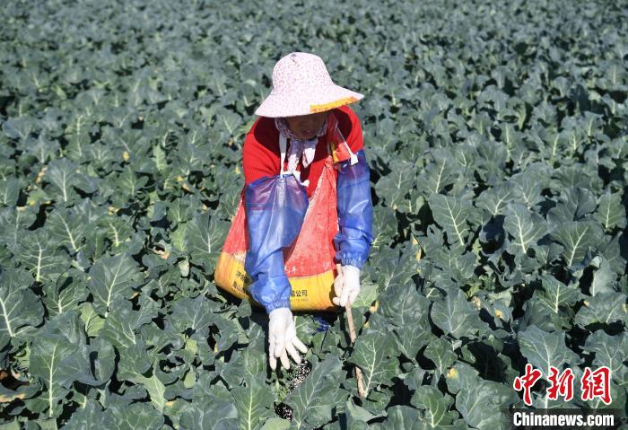 图为：一名种植户为西兰花施肥。　王刚 摄